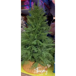 Peme per Krishtlindje dhe Vitin e Ri  Dege e Derdhur 